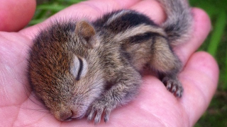 Look at This Adorable Baby Squirrel and Squee Your Head Off